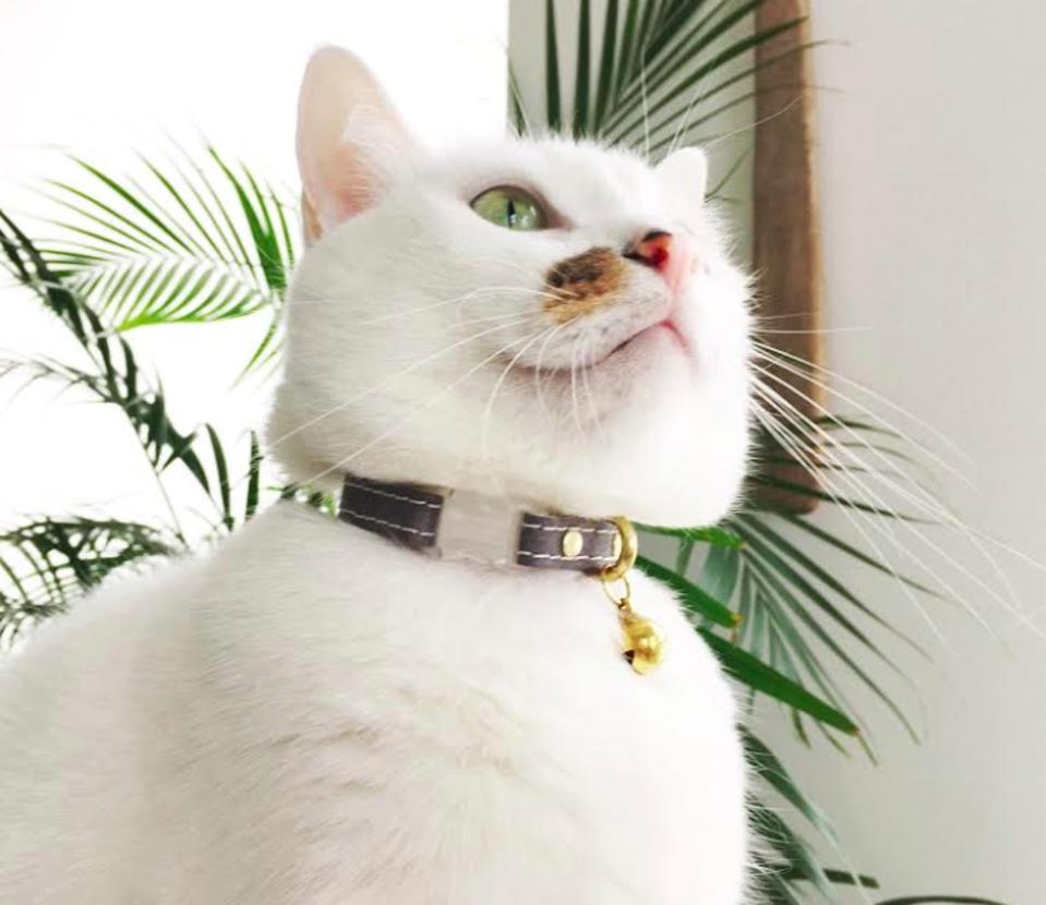 The Store Making Vegan Accessories For Pets