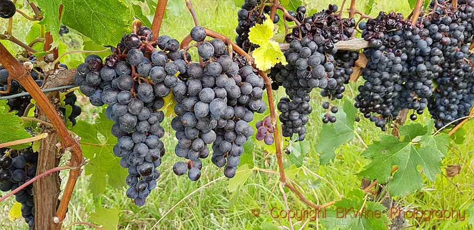 Syrah grapes in Hawke's Bay, Unison Vineyards