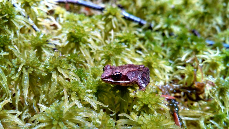 Frog on moss