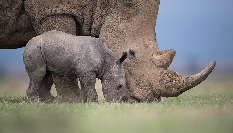 The New Big 5: Wildlife Photography & Conservation