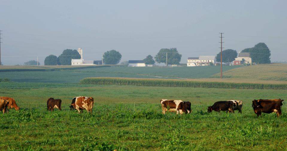 Cattle grazing in an organic crop field