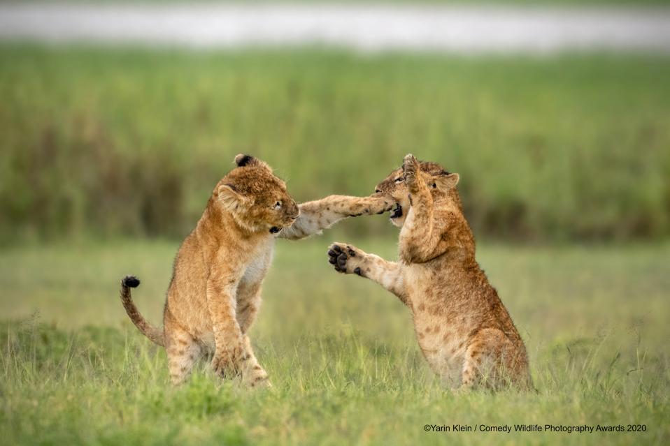 12 Funny Wild Animal Pictures: A Comedy Wildlife Photography Award Preview