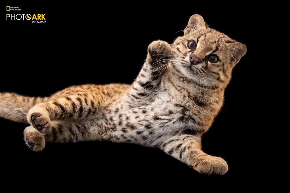 Adorable Wildcat Is 10 000th Animal In National Geographic Photo Ark
