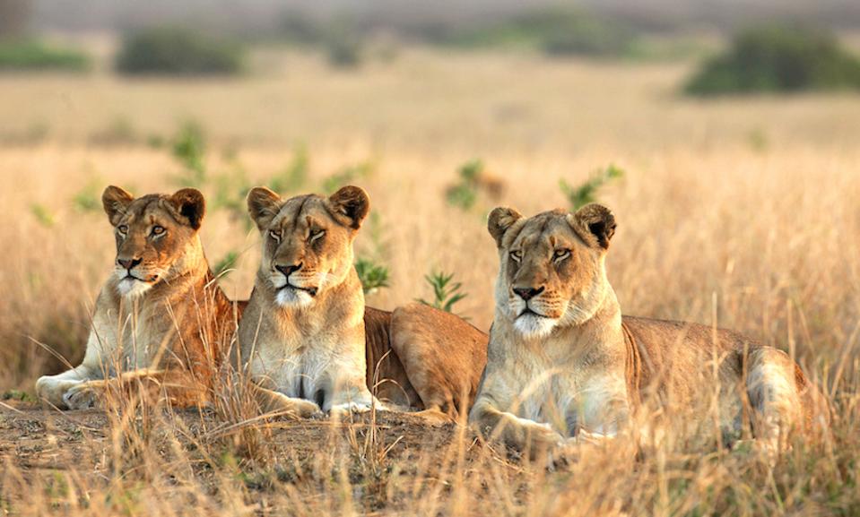 Take A Virtual African Safari In In Real Time From Your Sofa