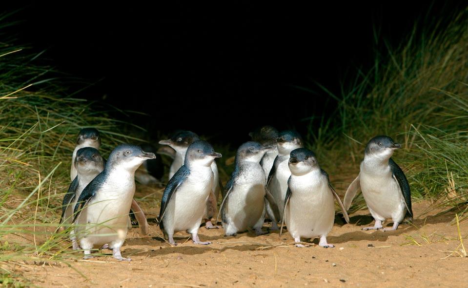 The Penguin Parade on Phillip Island in Victoria, Australia.