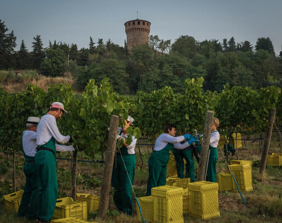 Harvest at Antinori's Castello della Sala in Umbria, Italy