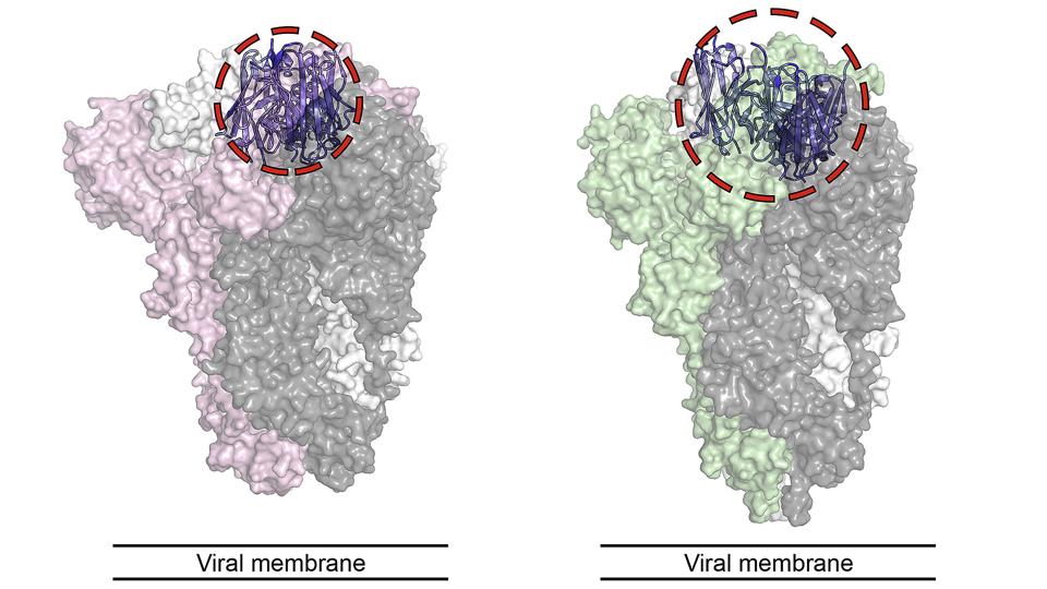 VHH-72 nanobody bound to the spike protein of SARS-CoV-1 (SARS) and SARS-CoV-2 (COVID-19).
