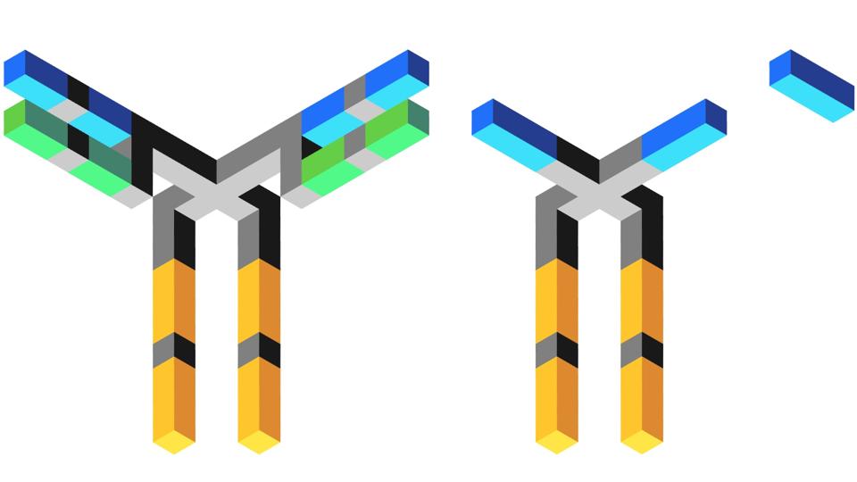 Conventional antibody (left), camelid single-domain antibody (center), nanobody (right).