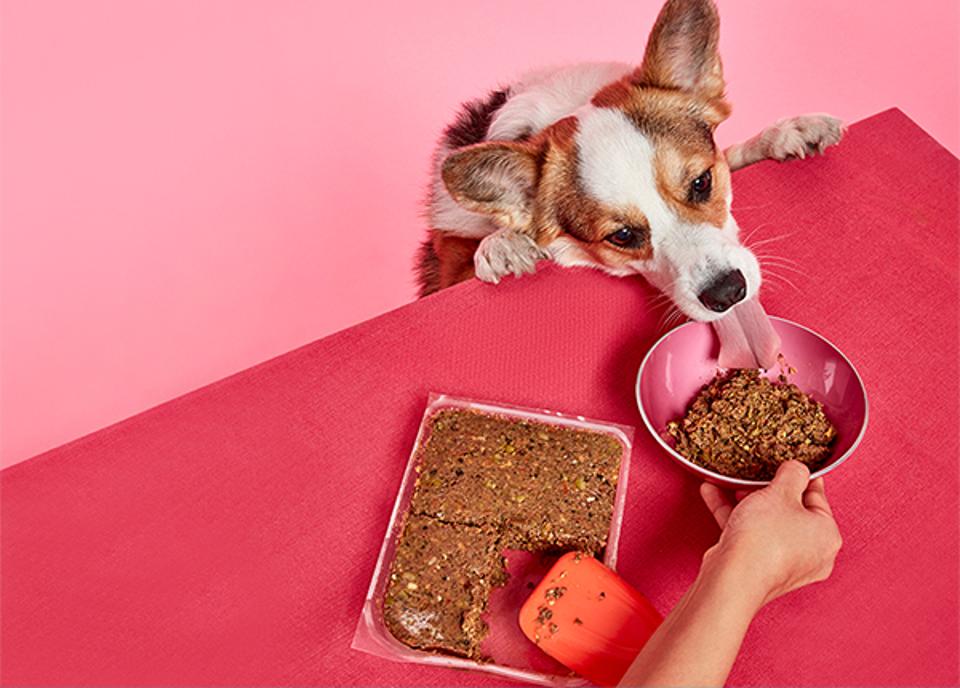 The Best Dog Food Delivery Services According To Vets