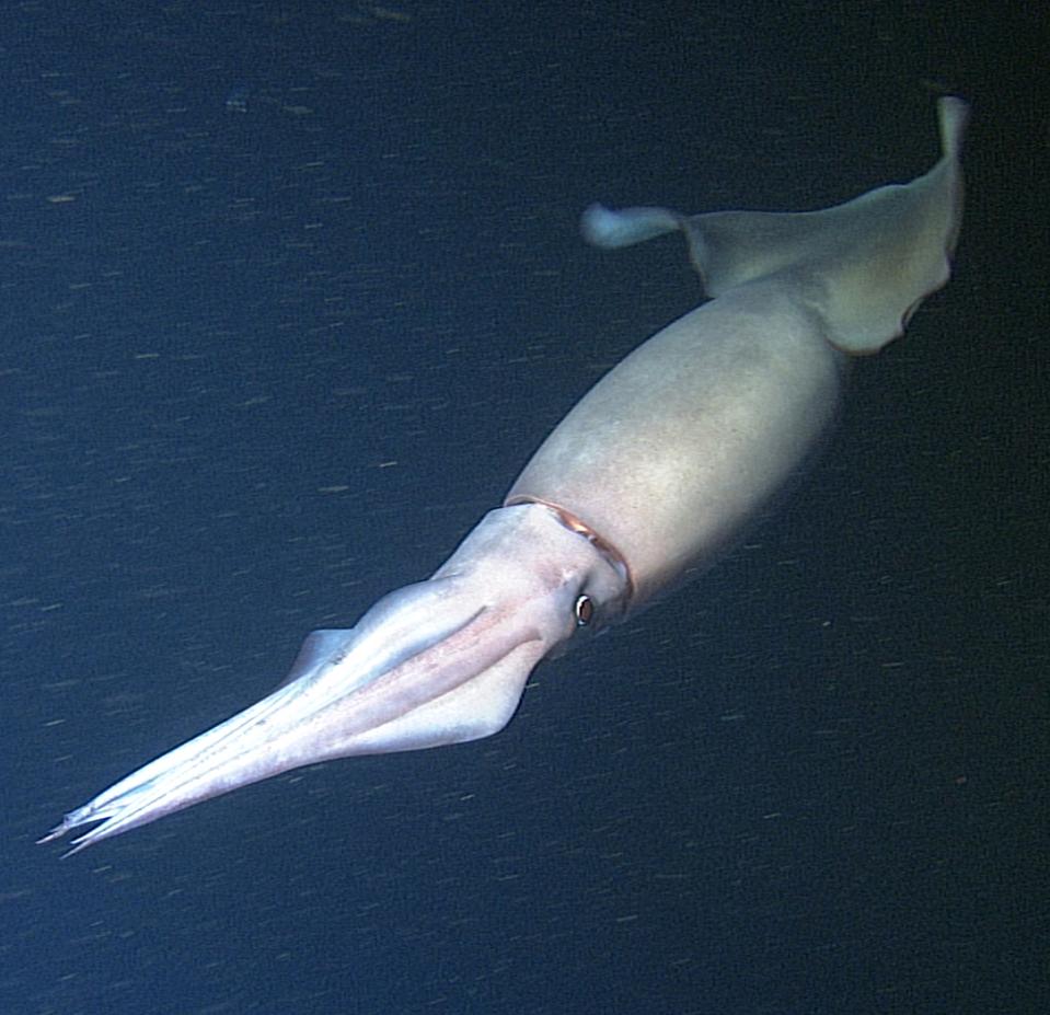 Compass Squid Scientists Shed Light On Deep-Sea Squid Communication