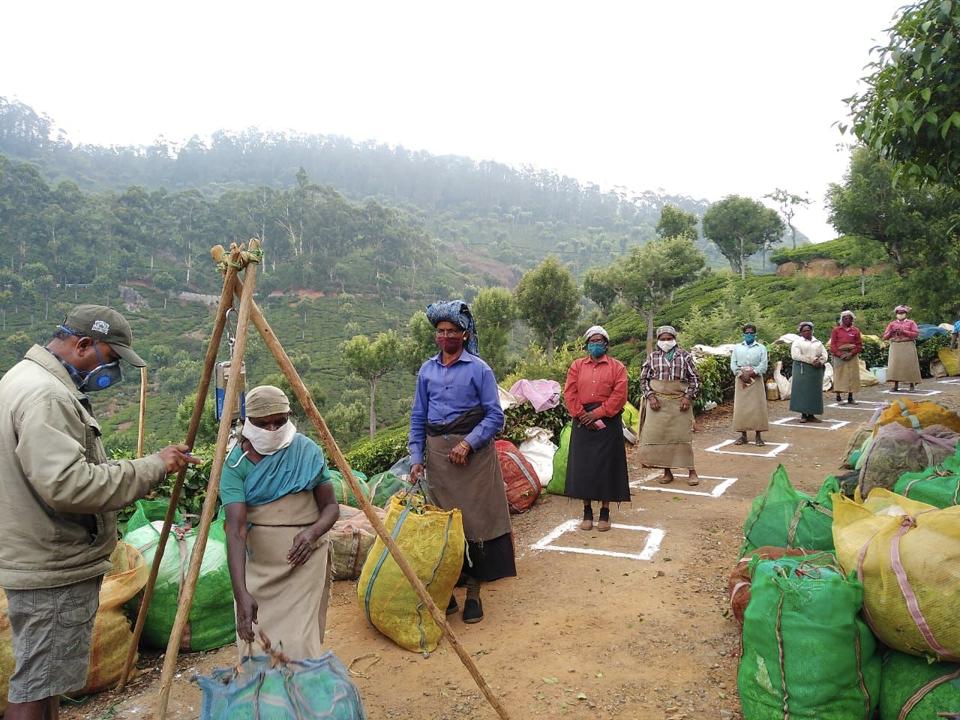 Tea pickers socially distancing during the Coronavirus pandemic in northern India.