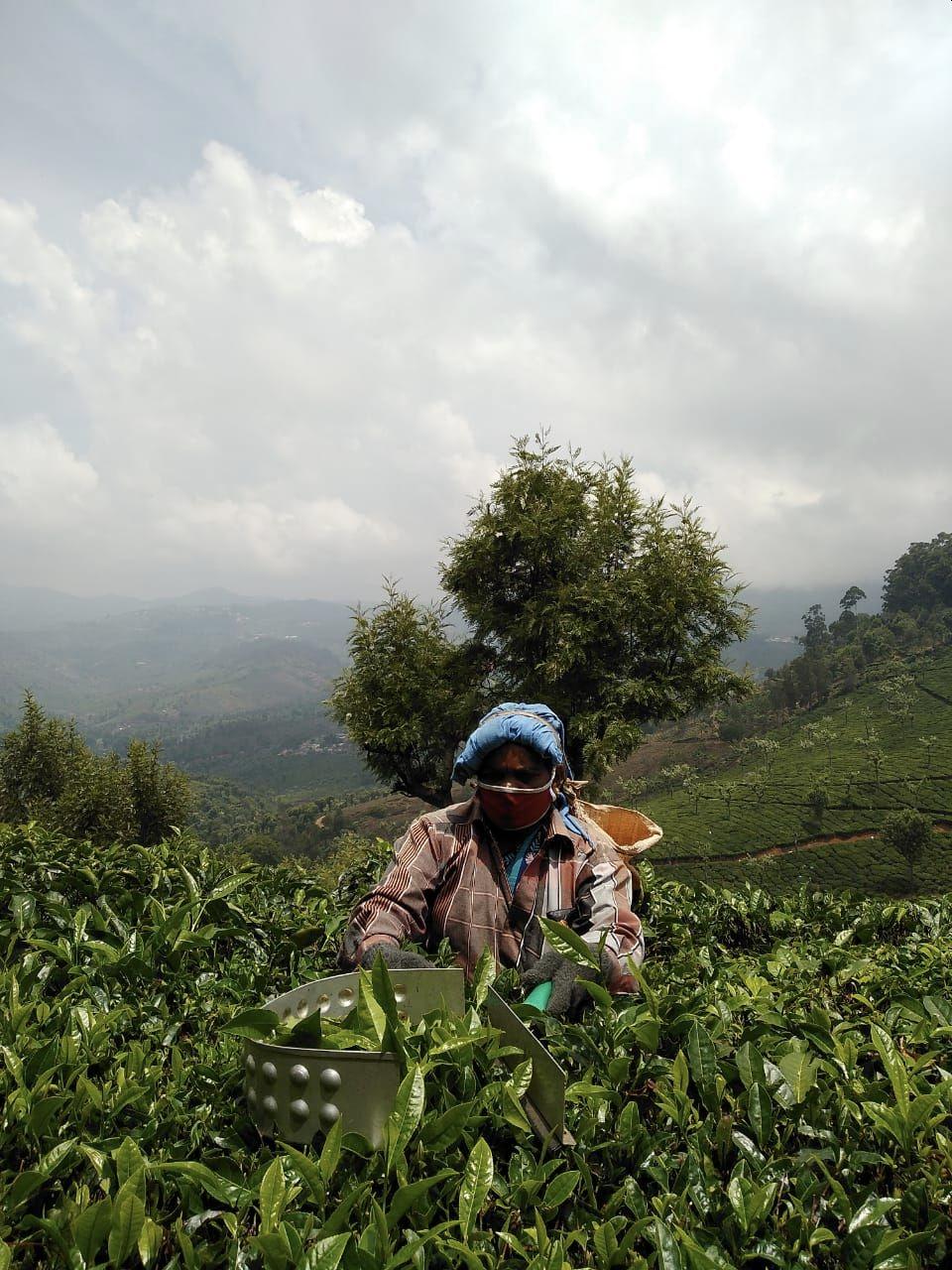 Picking tea in the Nilgiris region of India and following coronavirus guidelines.