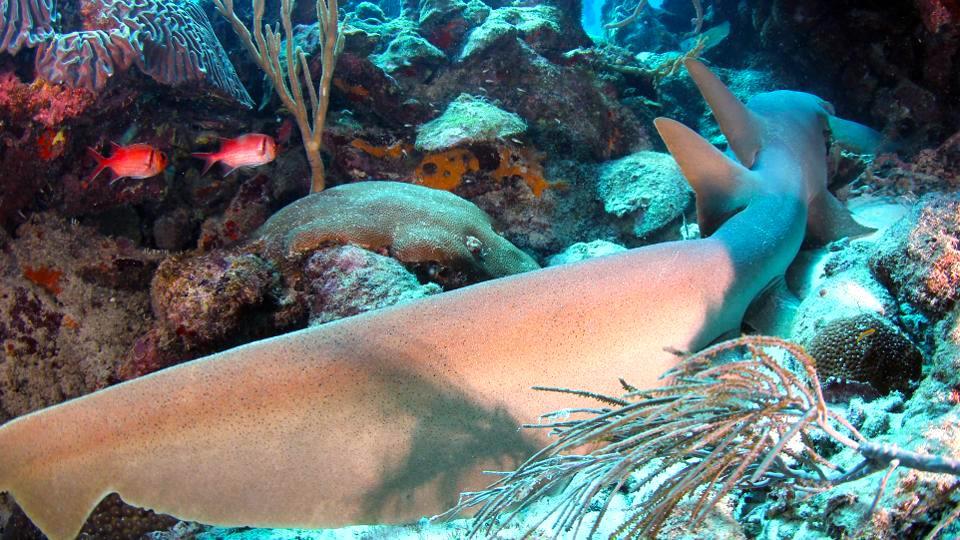 Nurse Shark, Curacao