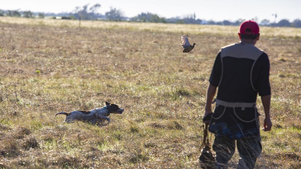 960x0 Le paure pandemiche pongono fine alla stagione venatoria in Argentina