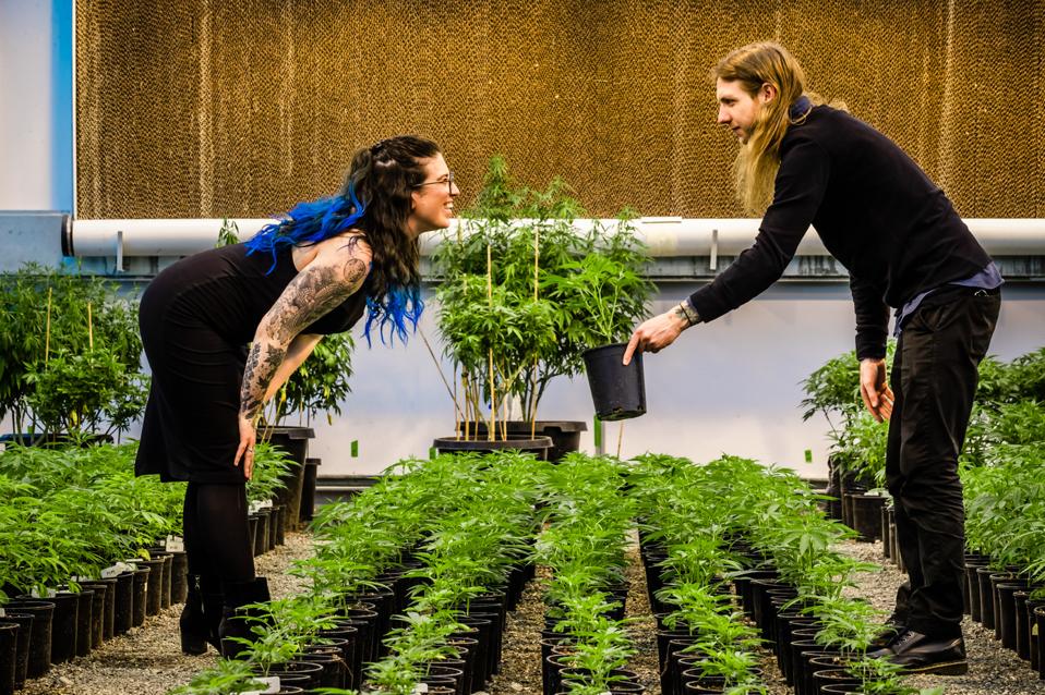 Emma and Matt with cannabis plants 