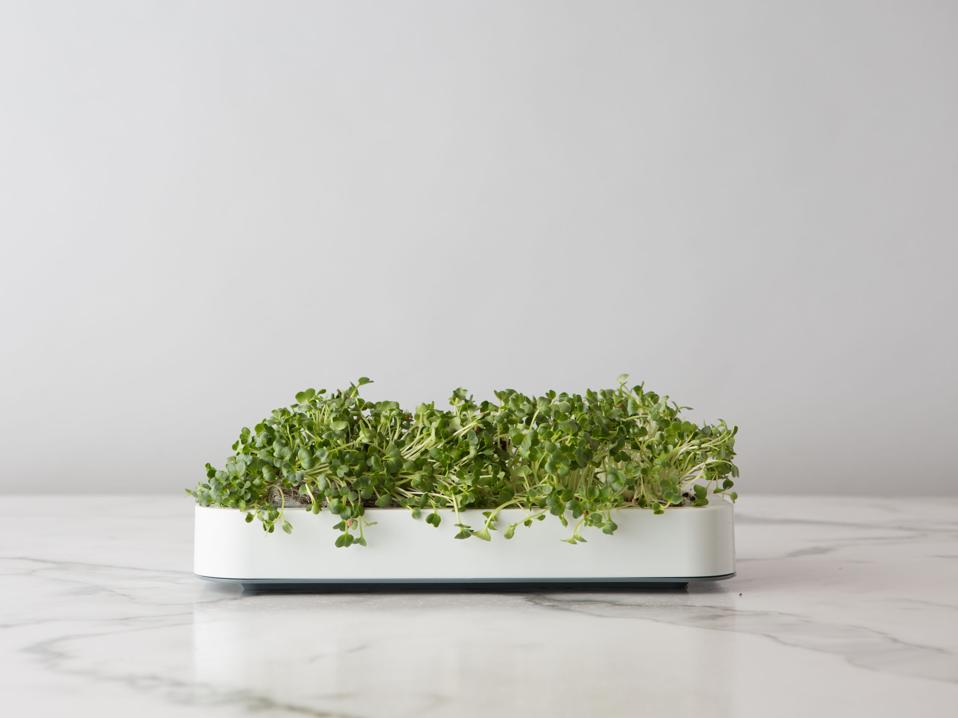 The best gardening kits for Father's Day: Chef'n Countertop Microgreen Grower 