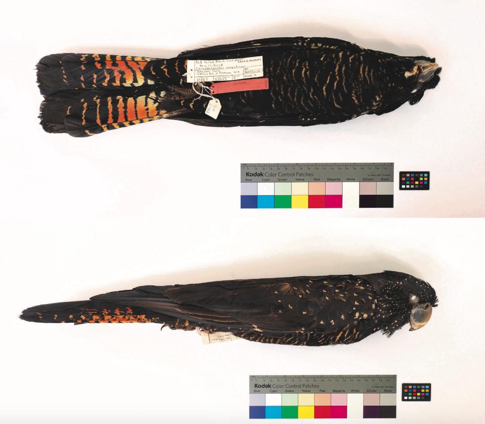 Hidden In Plain Sight New Cockatoo Subspecies Identified In Australia