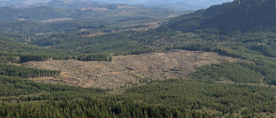 Clearcutting along the Lewis and Clark