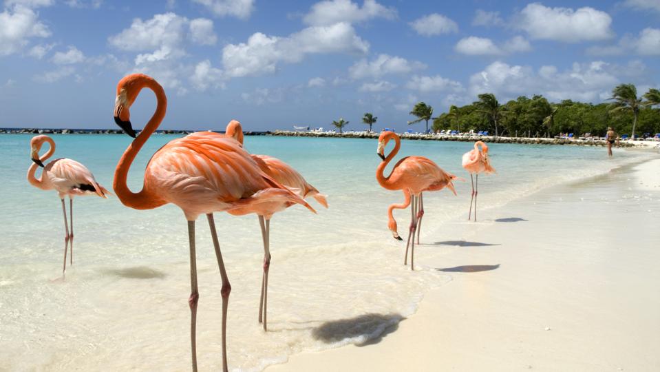 Flamingos on the Beach in Aruba (the location of Diamond PR's first hotel client)