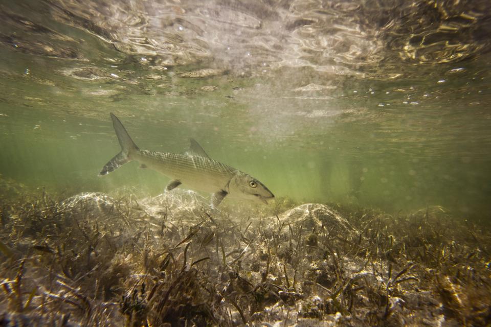 Bonefish