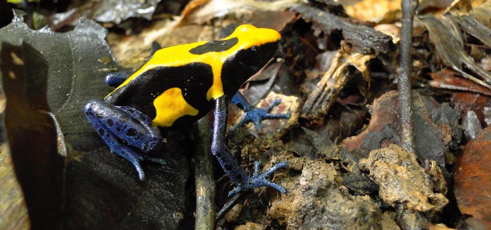 The poison frog studied by Colombian researcher Bibiana Rojas.