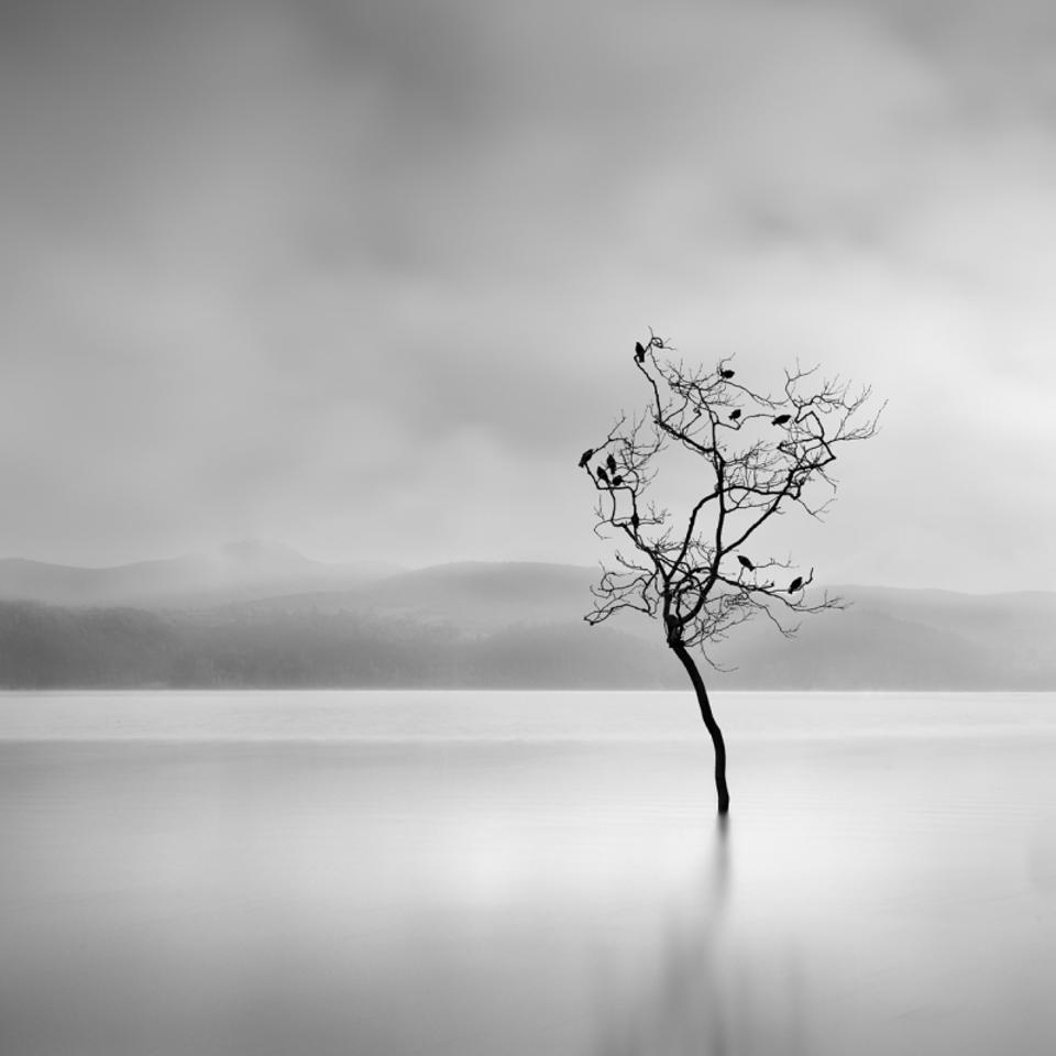 a bare tree with birds in the lake of Kastoria, Greece
