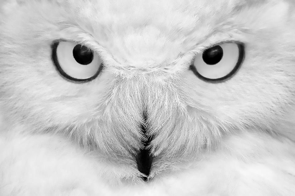 Nhắm mắt của một con cú tuyết