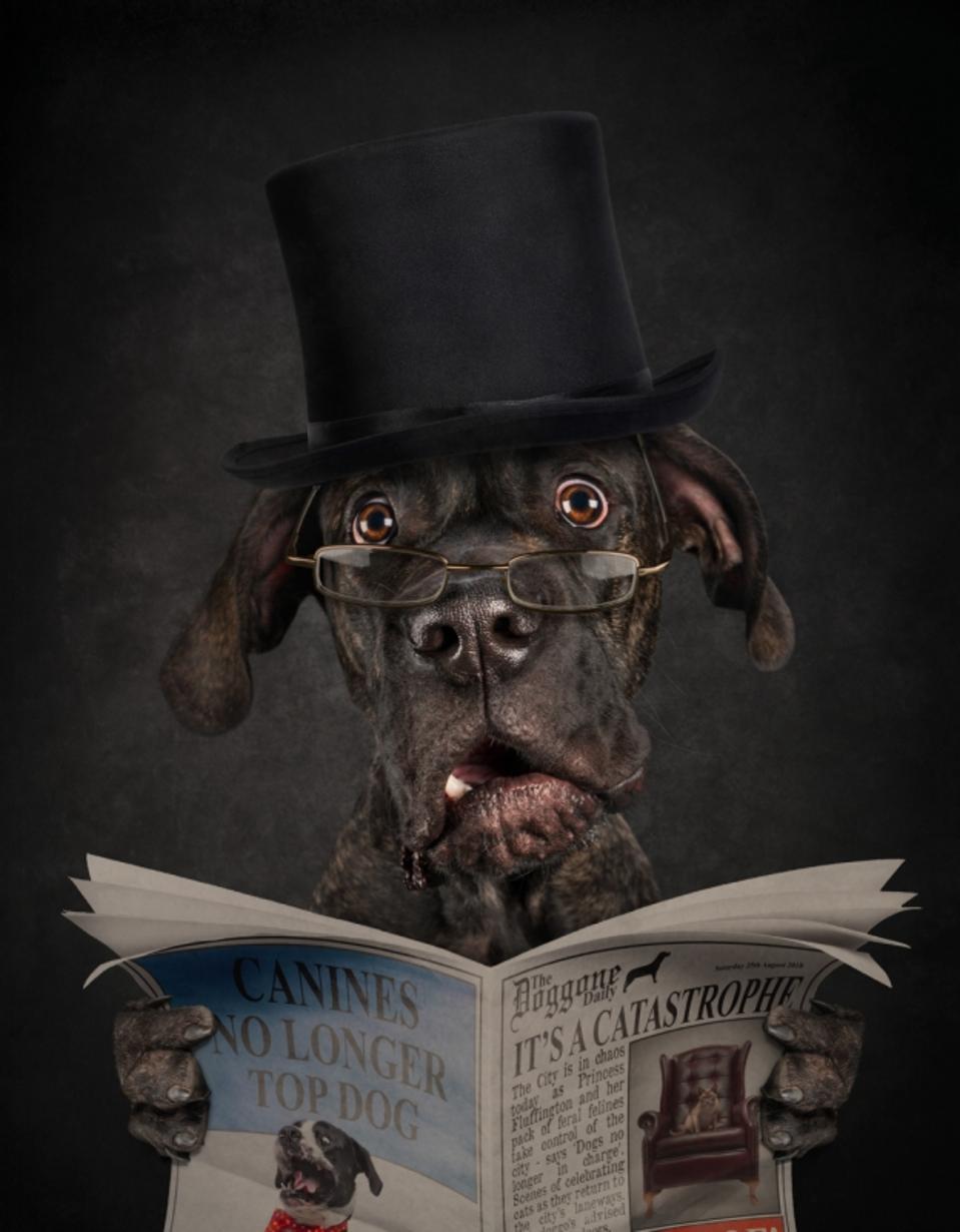 Chú chó ngộ nghĩnh đọc báo