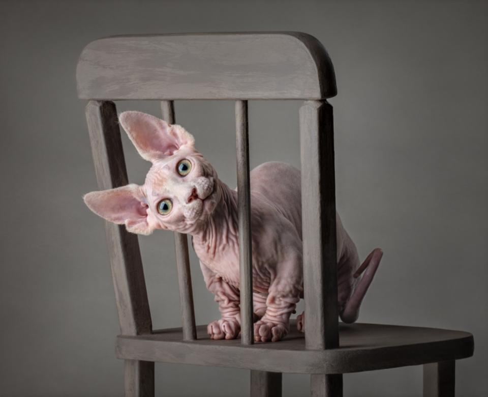 Mèo nhân sư, không có lông