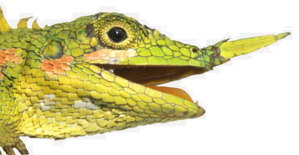 Color photo of a green lizard's face on a white background.
