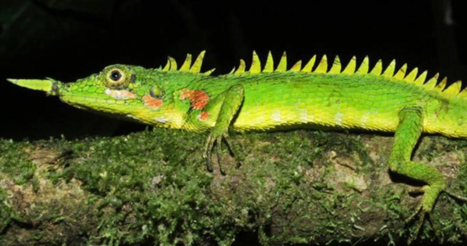 Color photo of a bright green lizard on a tree branch.