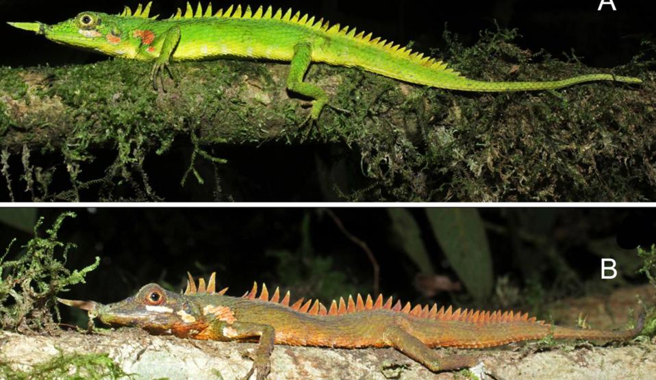 Top color photo of a bright green lizard; bottom color photo of a rusty brown lizard.