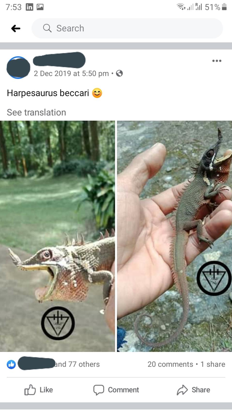 Screenshot of Facebook post featuring a photo of a nose-horned lizard held in a person's hand.