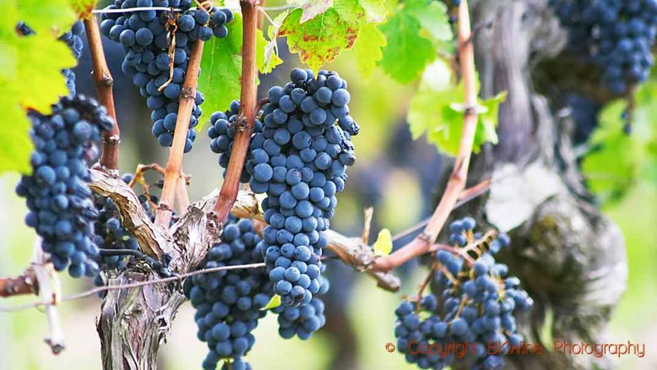 Cabernet Sauvignon: The World's Most Planted Grape Variety