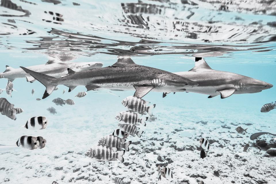 The Black Lagoon image from Chris Leidy's recently released book, The Coral Triangle by Assouline.