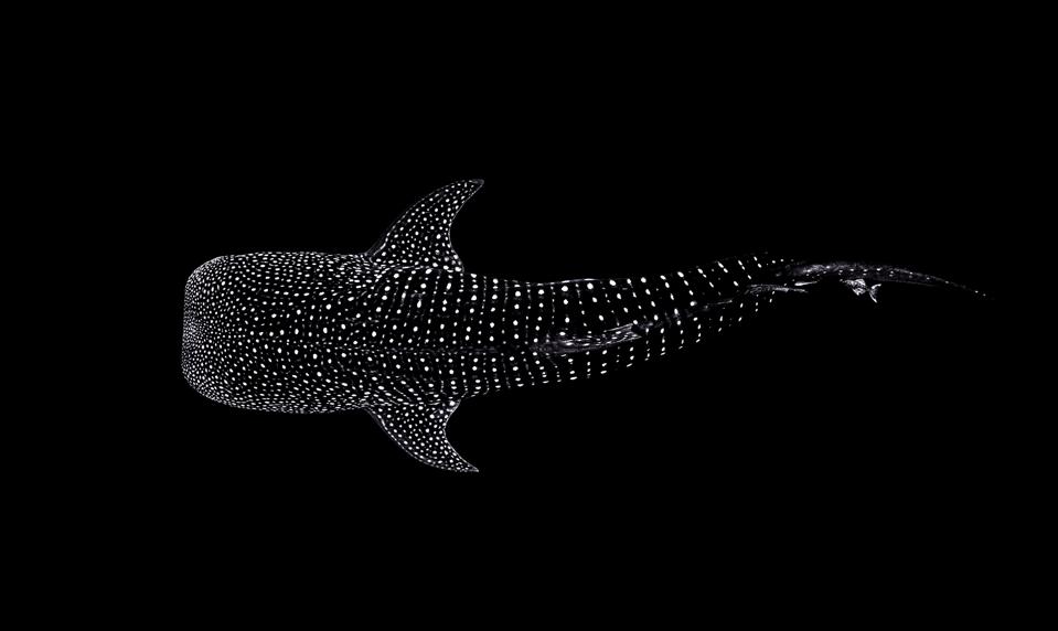 The Black Diamonds image featured in 'Chris Leidy: The Coral Triangle' book by Assouline.