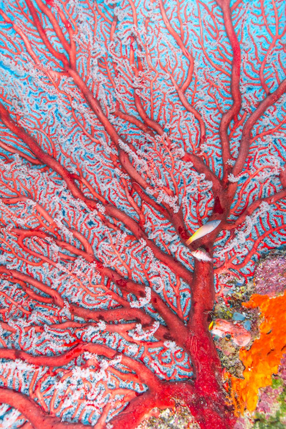 The Rad Zap image of 'Chris Leidy: The Coral Triangle' by Assouline.