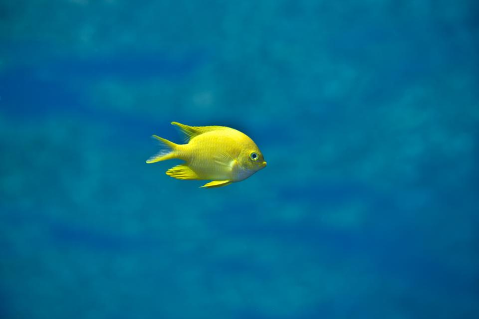 The Little Yellow Fish image featured in 'Chris Leidy: The Coral Triangle' by Assouline.
