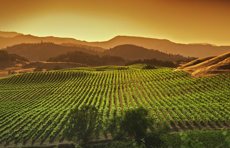 Napa Valley vineyard