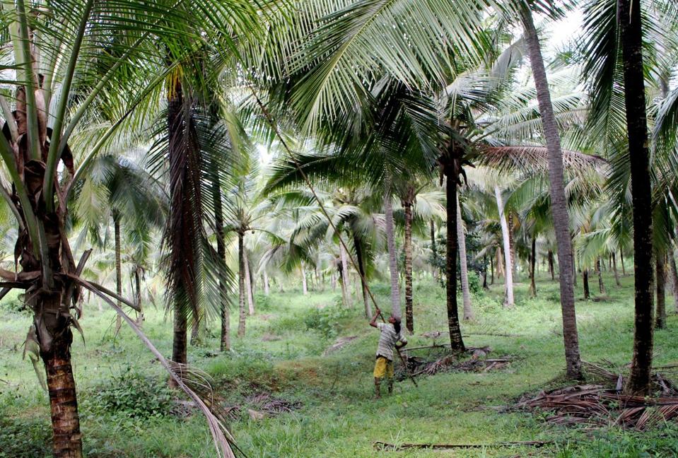 coconut trees, Sri Lanka, farmer, trees, green, lush