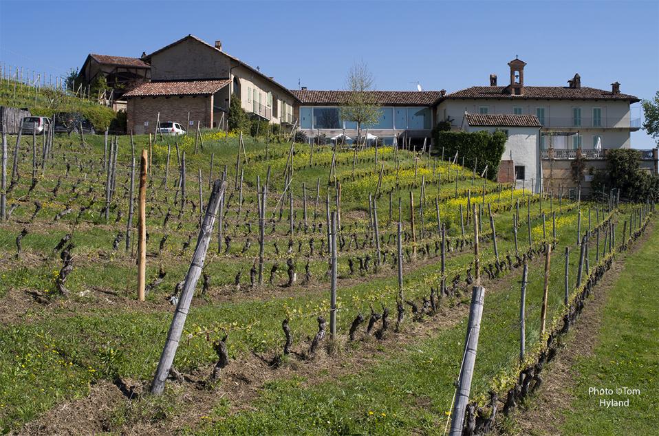 Detail of Cerequio Vineyard at Michele Chiarlo estate in La Morra