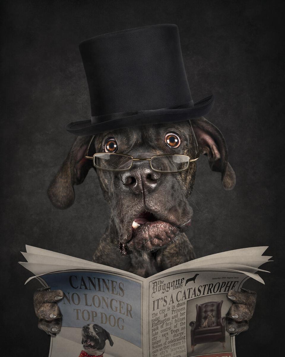 10 Funny Photos Of Dogs From Prizewinning Be More Dog Project