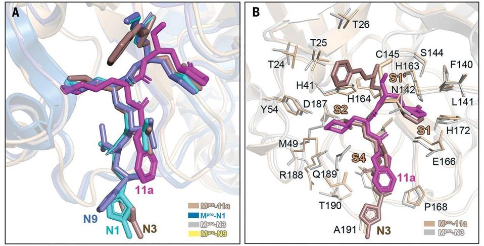 Binding modes of 11a in SARS-Cov-2 Mpro
