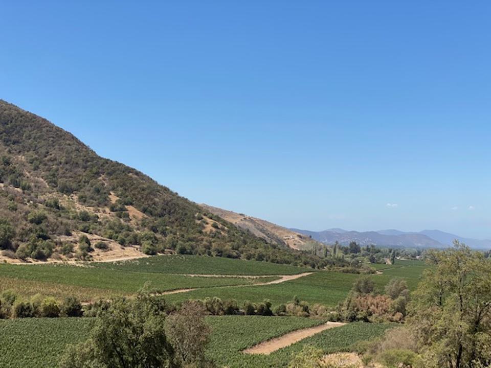 Viña Vik vineyards in Chile's Millahue Valley