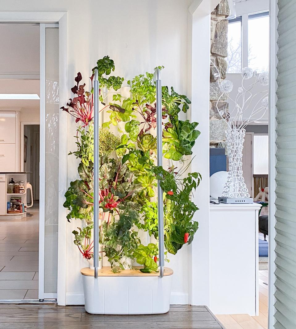 A hydroponic gardening system set up at home with fresh plants growing