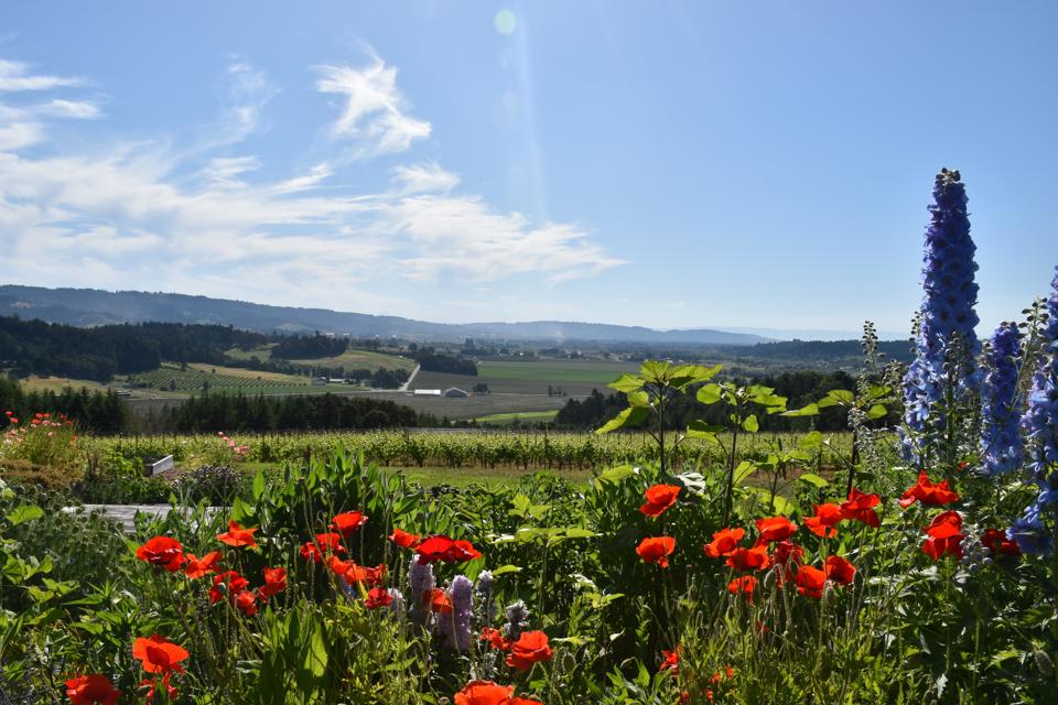 View of Willamette Valley's Yahmill-Carlton AVA from Penner Ash Winery