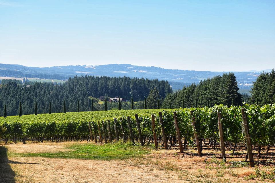 A view of Willamette Valley's Chehalem Mountain AVA from Alloro Vineyard