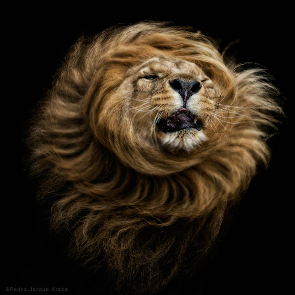 Funny Lion Memes Imgflip