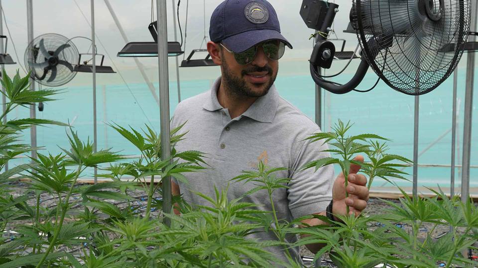 Cannabis grow in Colombia