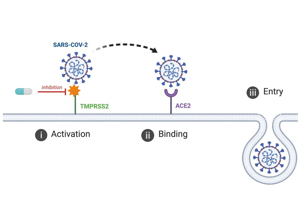 TMPRSS2 helping COVID-19 bind with ACE2 to sneak into our cells.